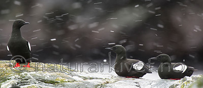 BB 15 0460 / Cepphus grylle / Teist